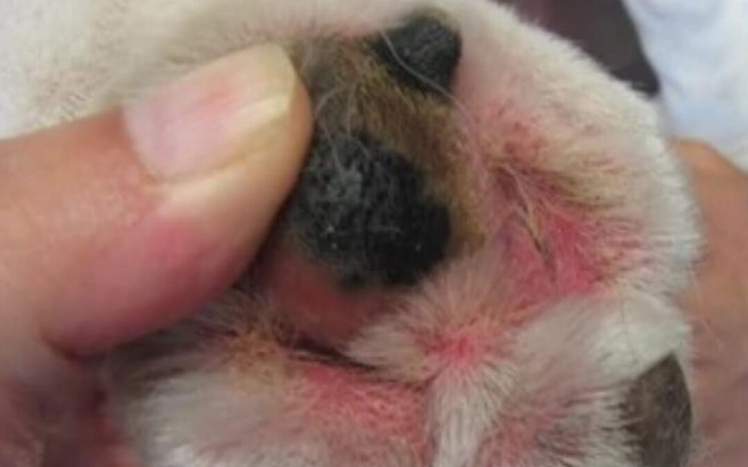 Dermatite: una patologia molto fastidiosa per i nostri cani
