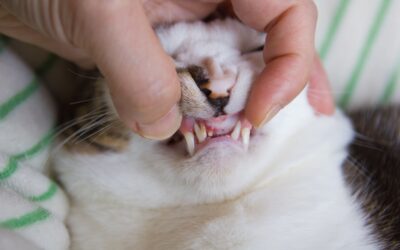 Gengivite nel gatto: un problema da non sottovalutare