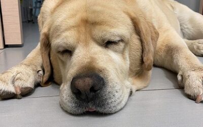 Ipotiroidismo Canino